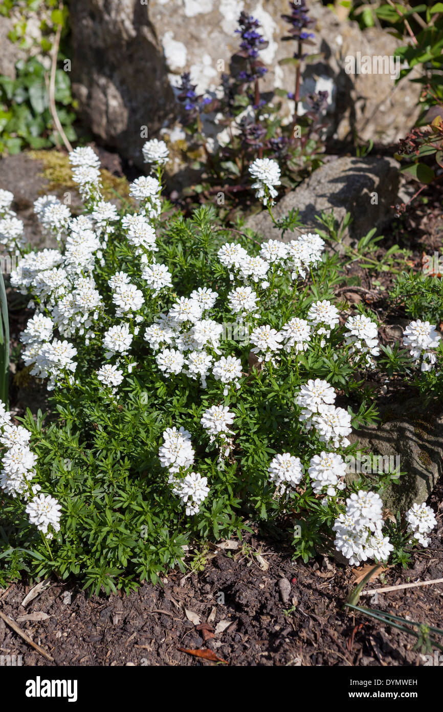 Candytuft 'Snowflake', Iberis sempervirens, growing in a border in Cambridge, England, UK Stock Photo