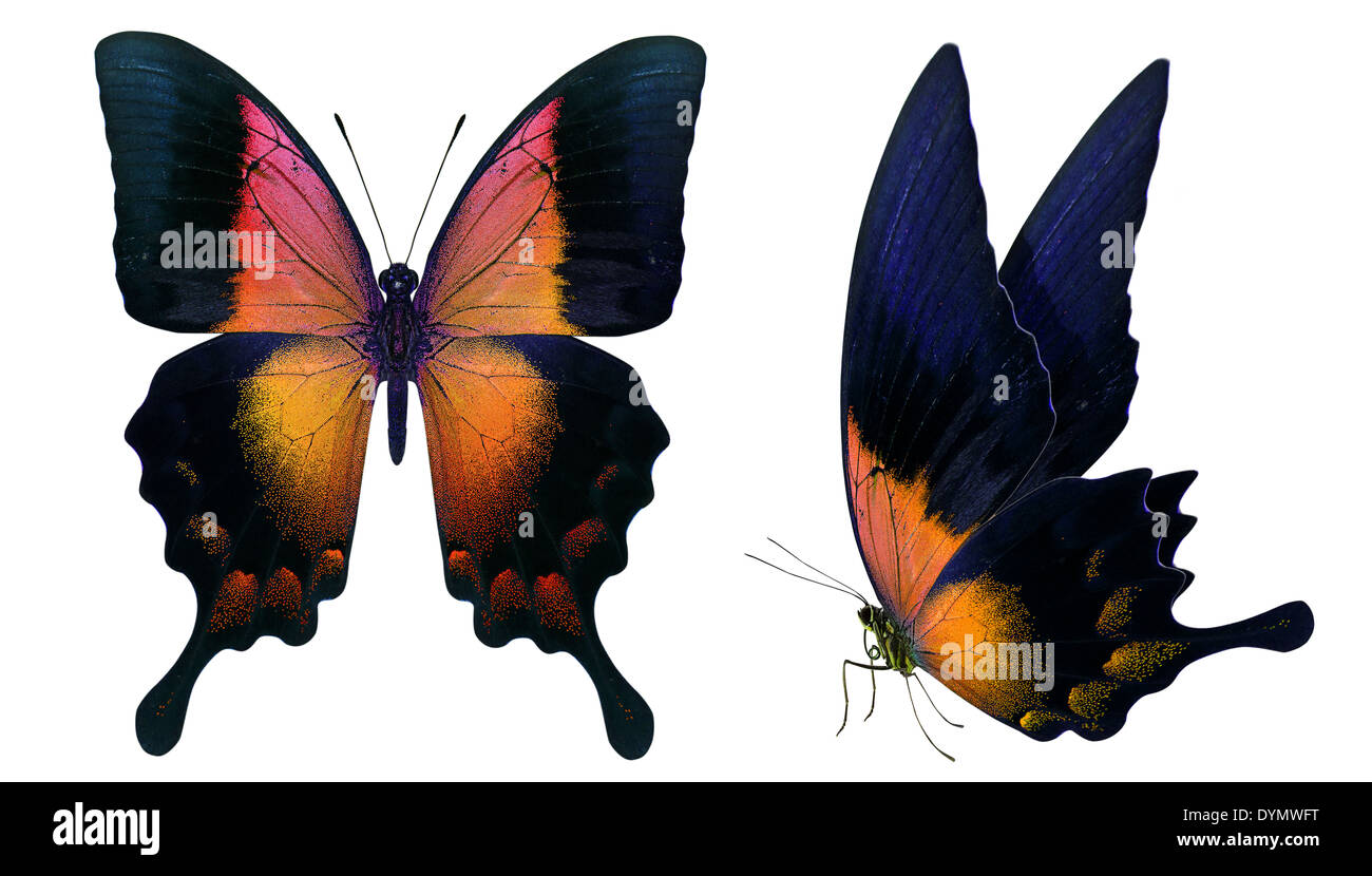 beautiful butterfly isolated on a white background Stock Photo - Alamy