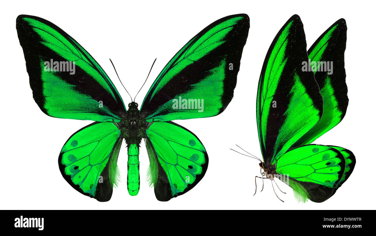 beautiful butterfly isolated on a white background Stock Photo - Alamy