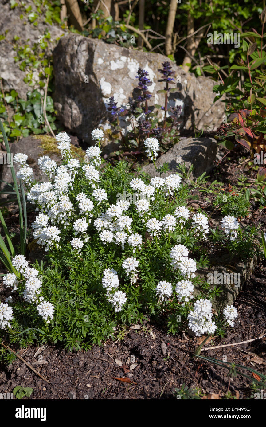 Candytuft 'Snowflake', Iberis sempervirens, growing in a border in Cambridge, England, UK Stock Photo