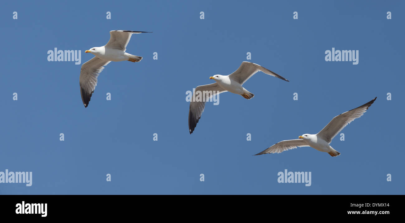 A montage of three photographs of a flying Yellow-legged Gull showing changes in wing shape in flight, Manavgat, Turkey. Stock Photo