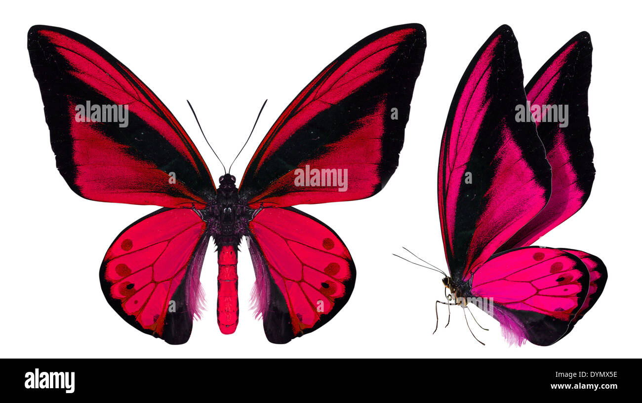 beautiful butterfly isolated on a white background Stock Photo - Alamy