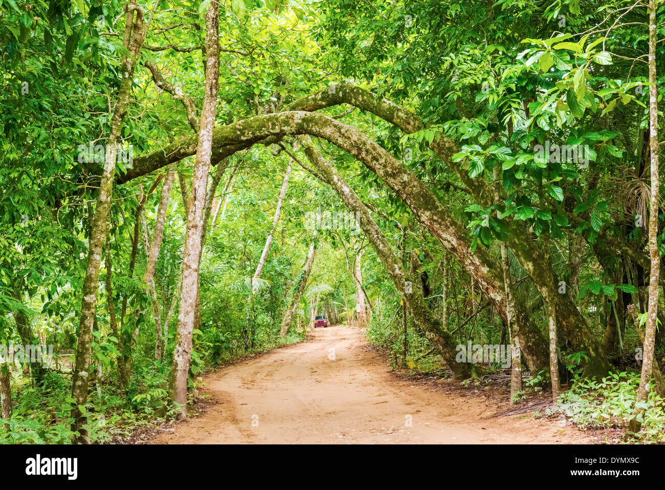 Trees in tropical forest near Bocas del Toro in Panama, January 6, 2014 Stock Photo
