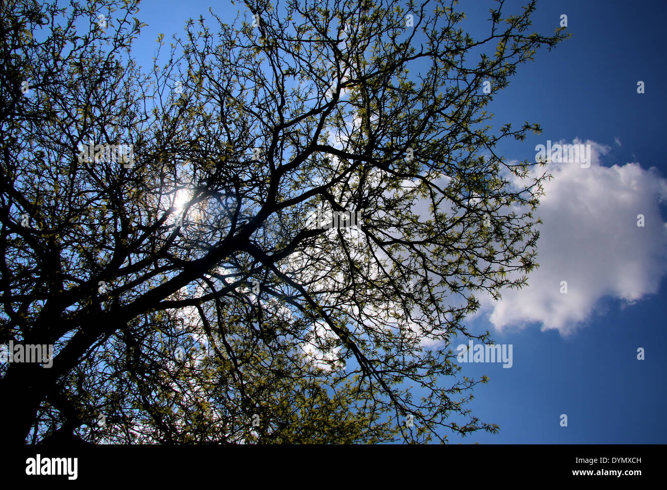 Tree branch with sunlight in the background, and blue sky Stock Photo ...