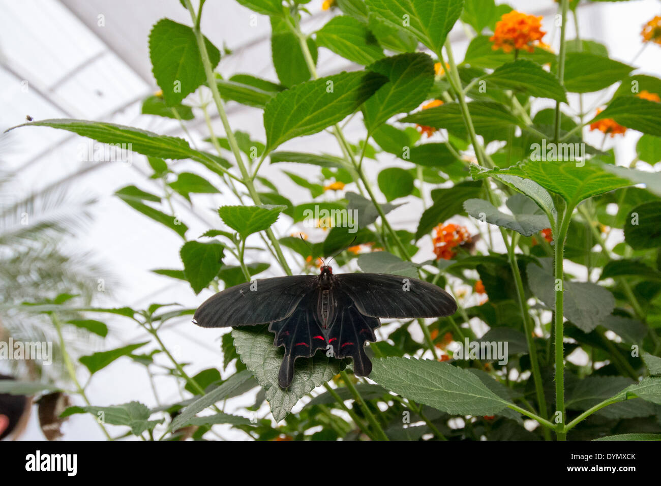 Butterfly Exhibition at The Natural History Museum in London Stock