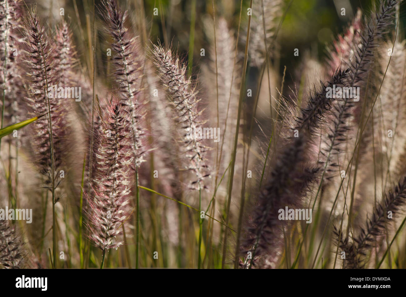 Close up Pennisetum alopecuroides 'Hameln' Dwarf Fountain Grass. Spain. Stock Photo