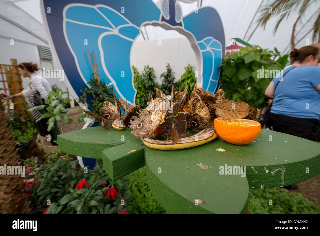 Butterfly Exhibition at The Natural History Museum in London Stock
