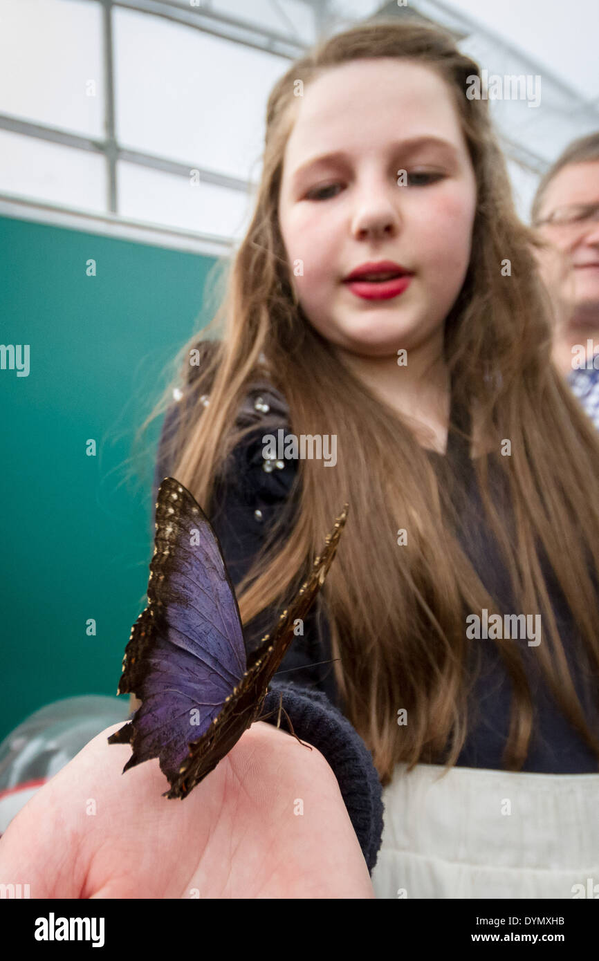 Butterfly Exhibition at The Natural History Museum in London Stock Photo