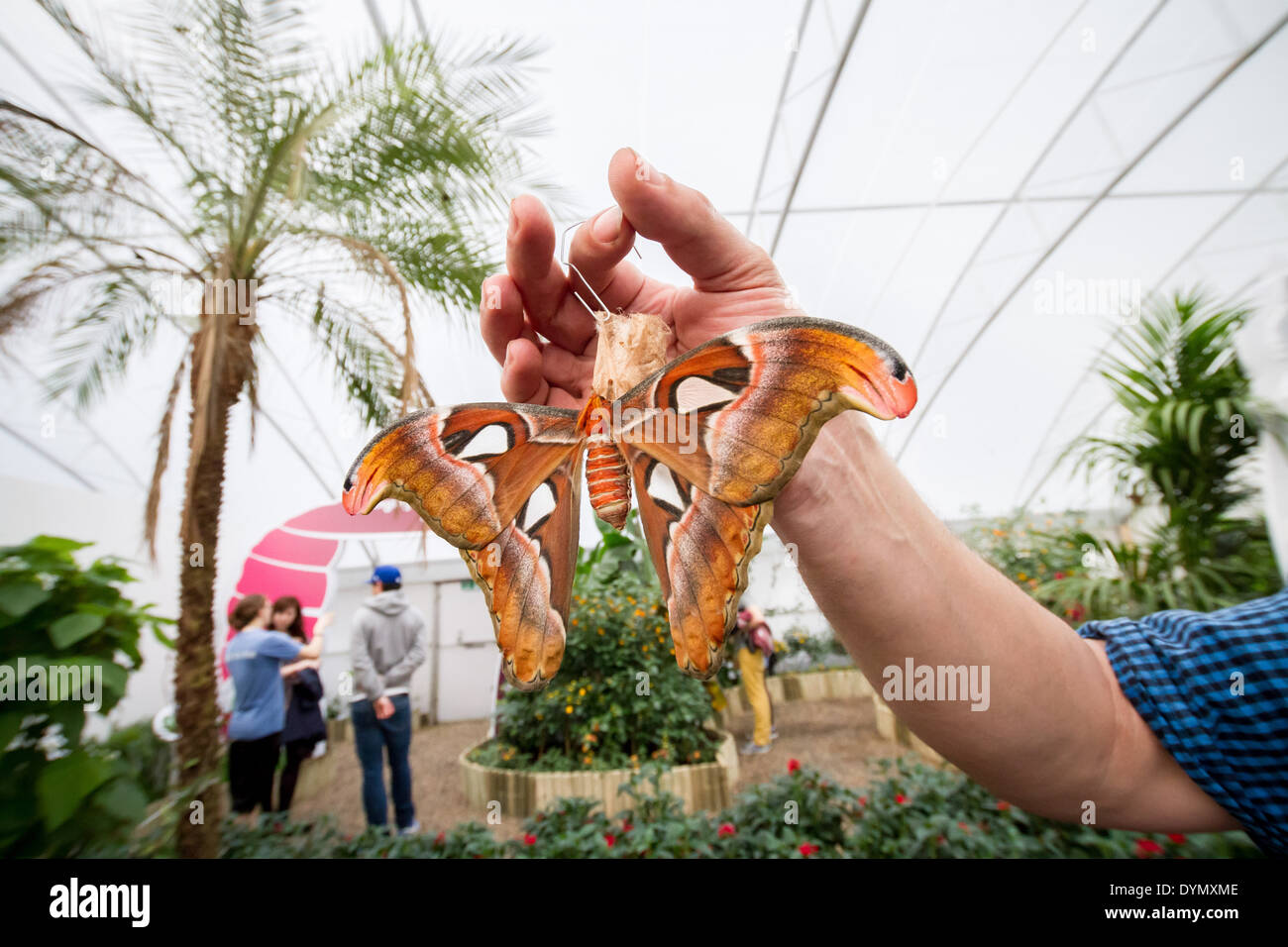 Butterfly Exhibition at The Natural History Museum in London Stock Photo