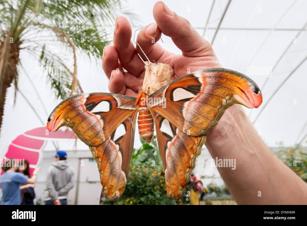 Butterfly exhibition hires stock photography and images Alamy