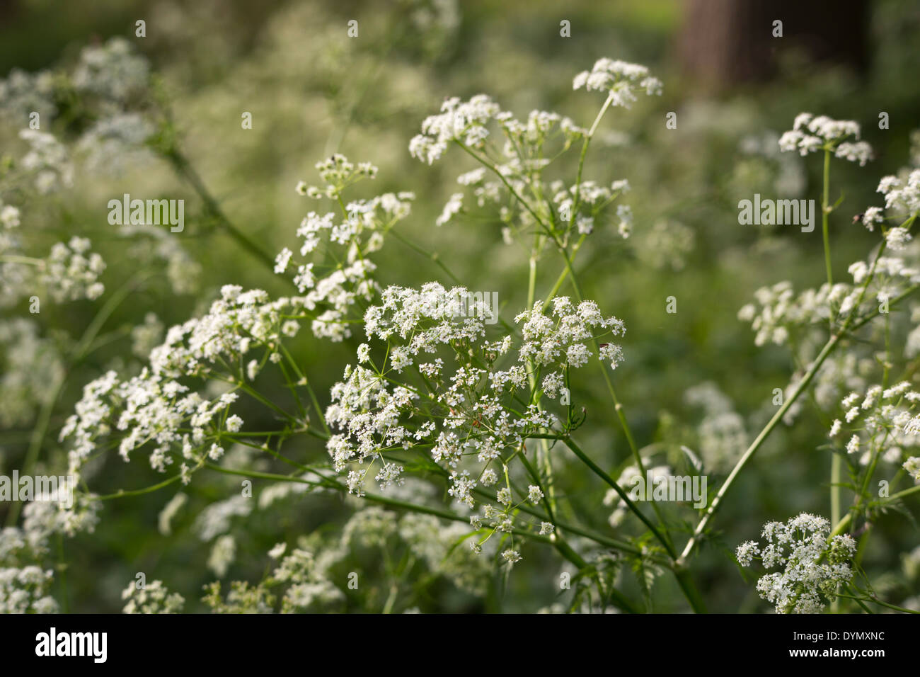 Close shot of cow parsley, a common roadside plant in Europe Stock Photo