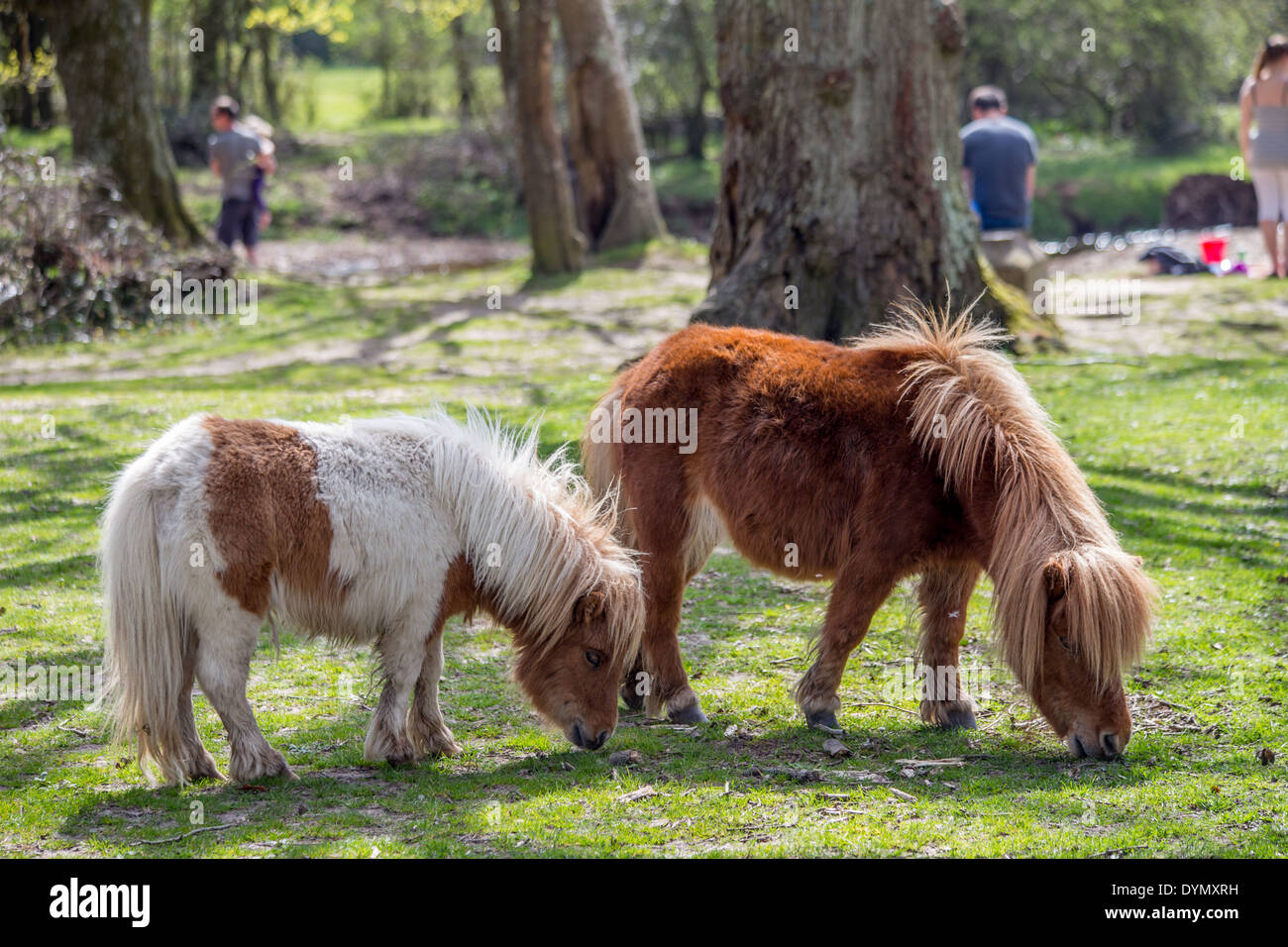Miniature New Forest ponies Stock Photo