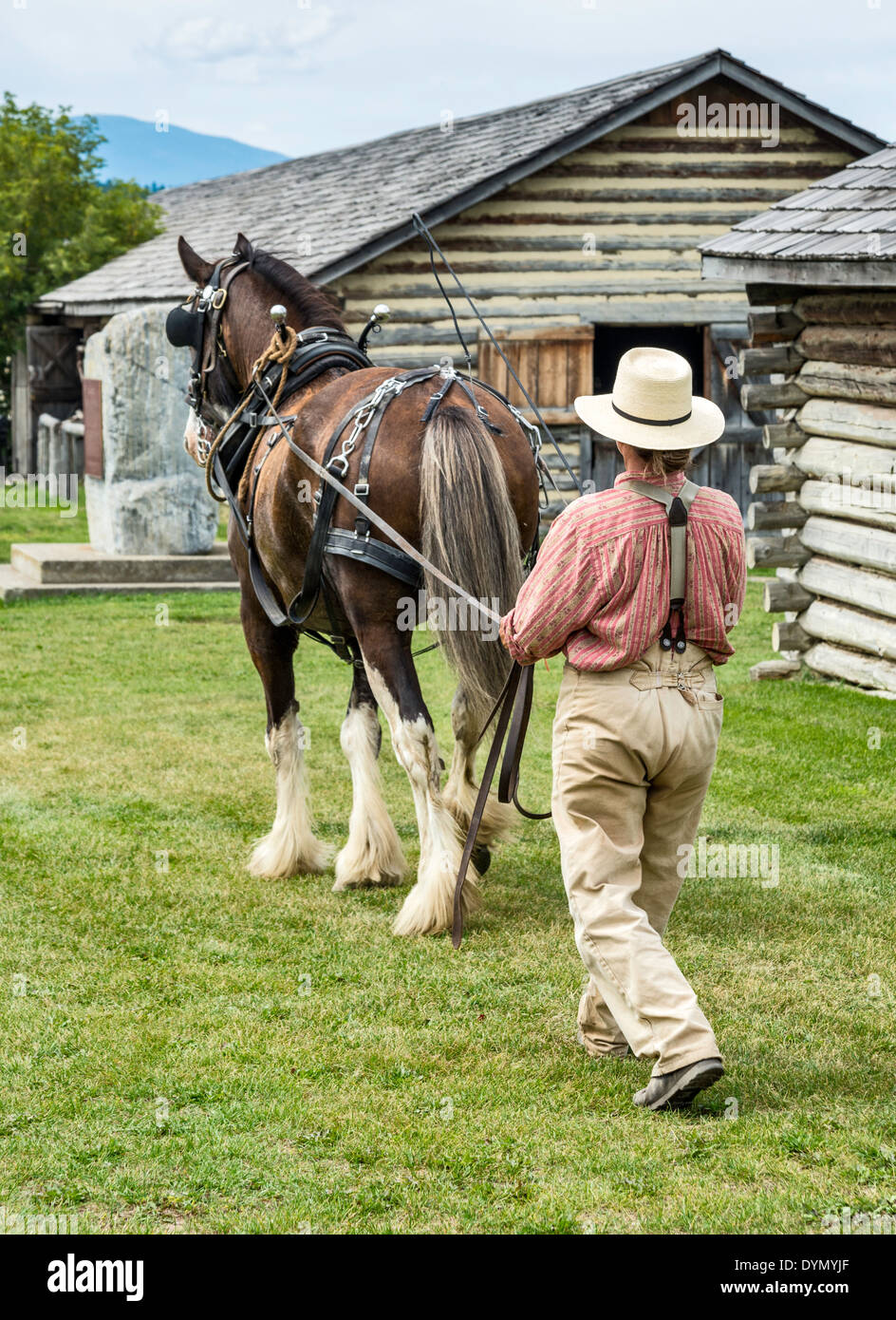 Woman training a Clydesdale horse, Fort Steele Heritage Town, East Kootenay Region, British Columbia, Canada Stock Photo