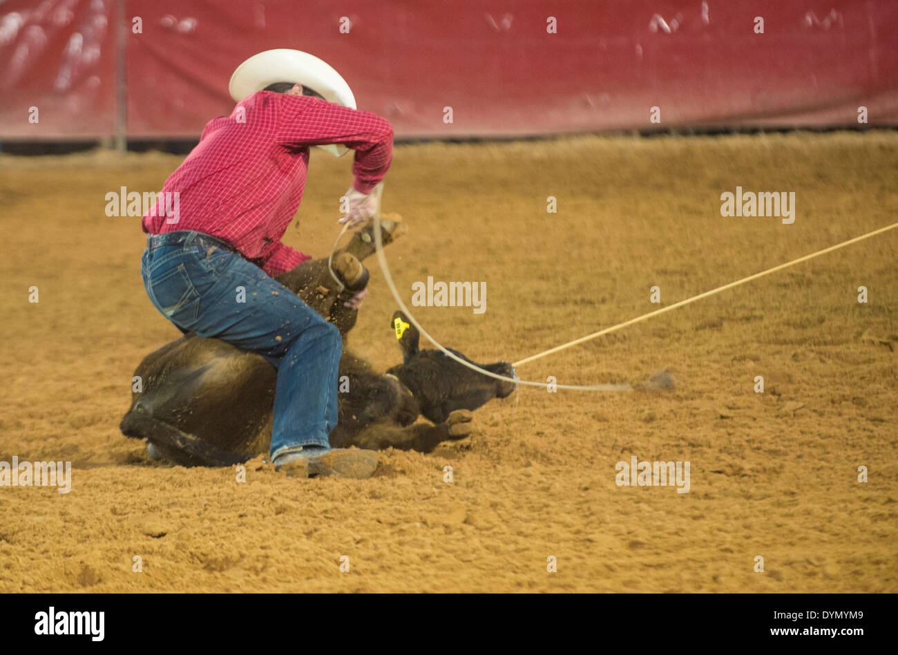 Cowboy Participating in a Calf roping Competition at the Clark County