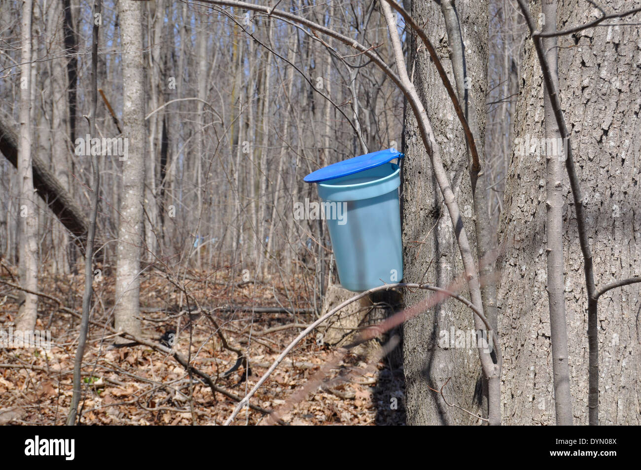 tapping Maple Syrup Stock Photo Alamy