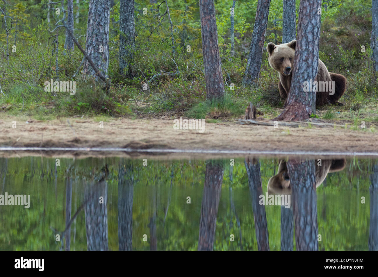 Brown bear in the forest Stock Photo - Alamy