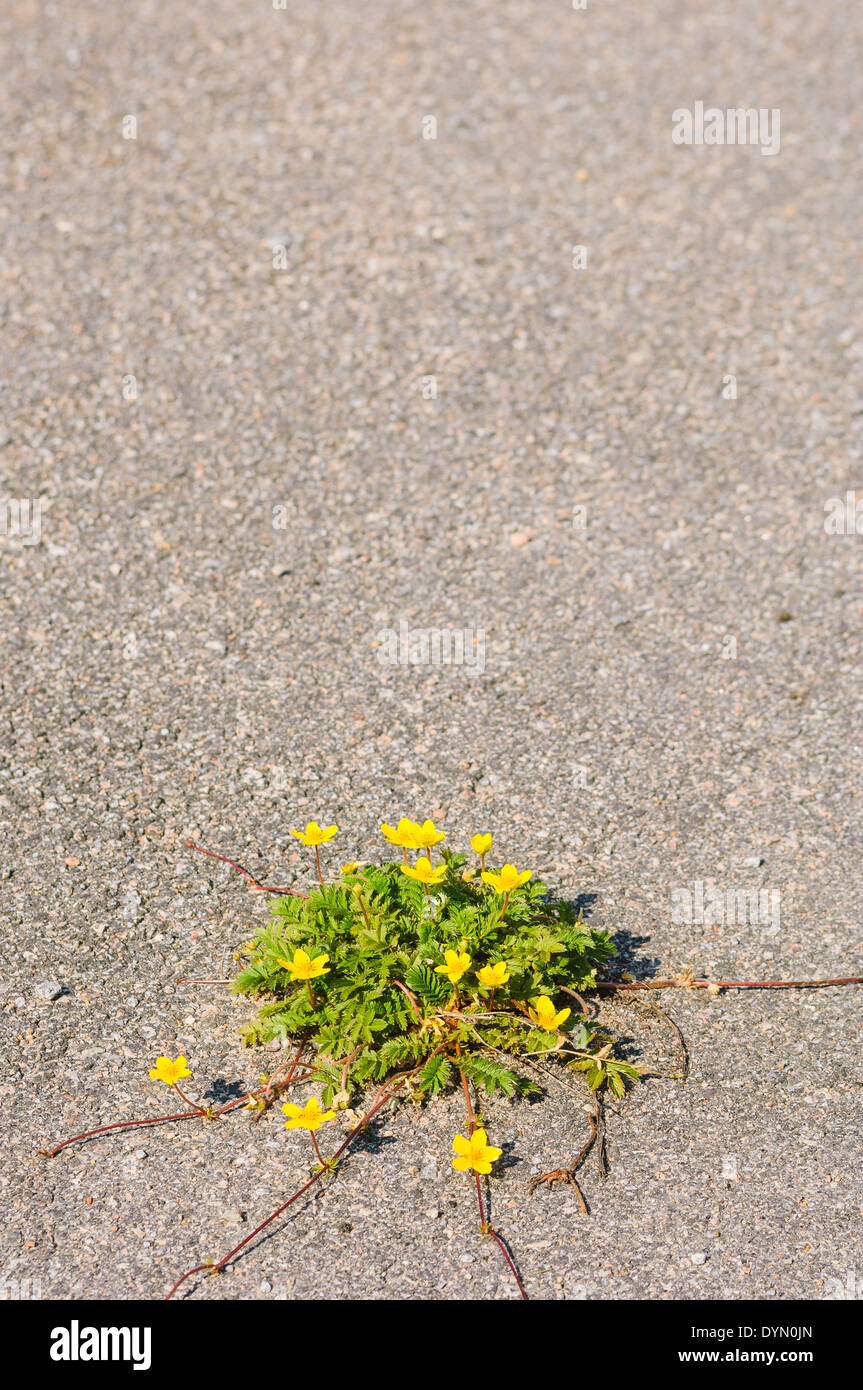 Wildflower growing on asphalt Stock Photo - Alamy