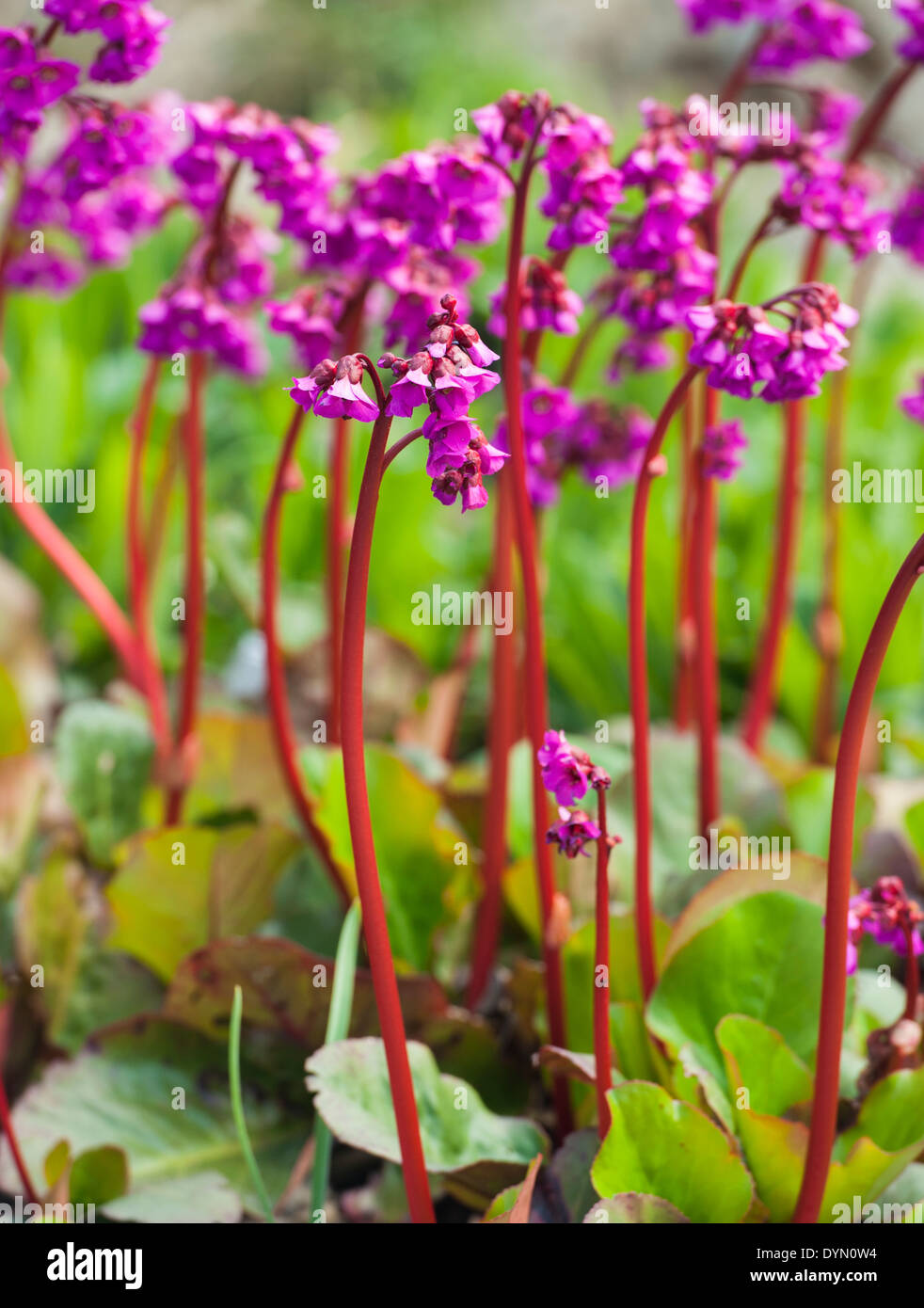pink bergenia flowers Stock Photo