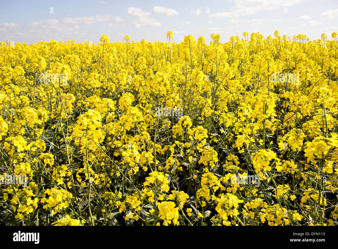 field of oil seed rape Stock Photo - Alamy