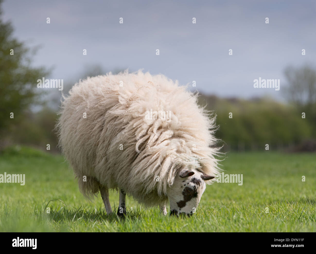 Sheep with heavy fleeve grazing in field Stock Photo