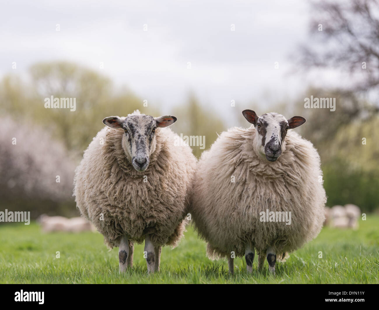 Two woolly sheep standing together in field Stock Photo