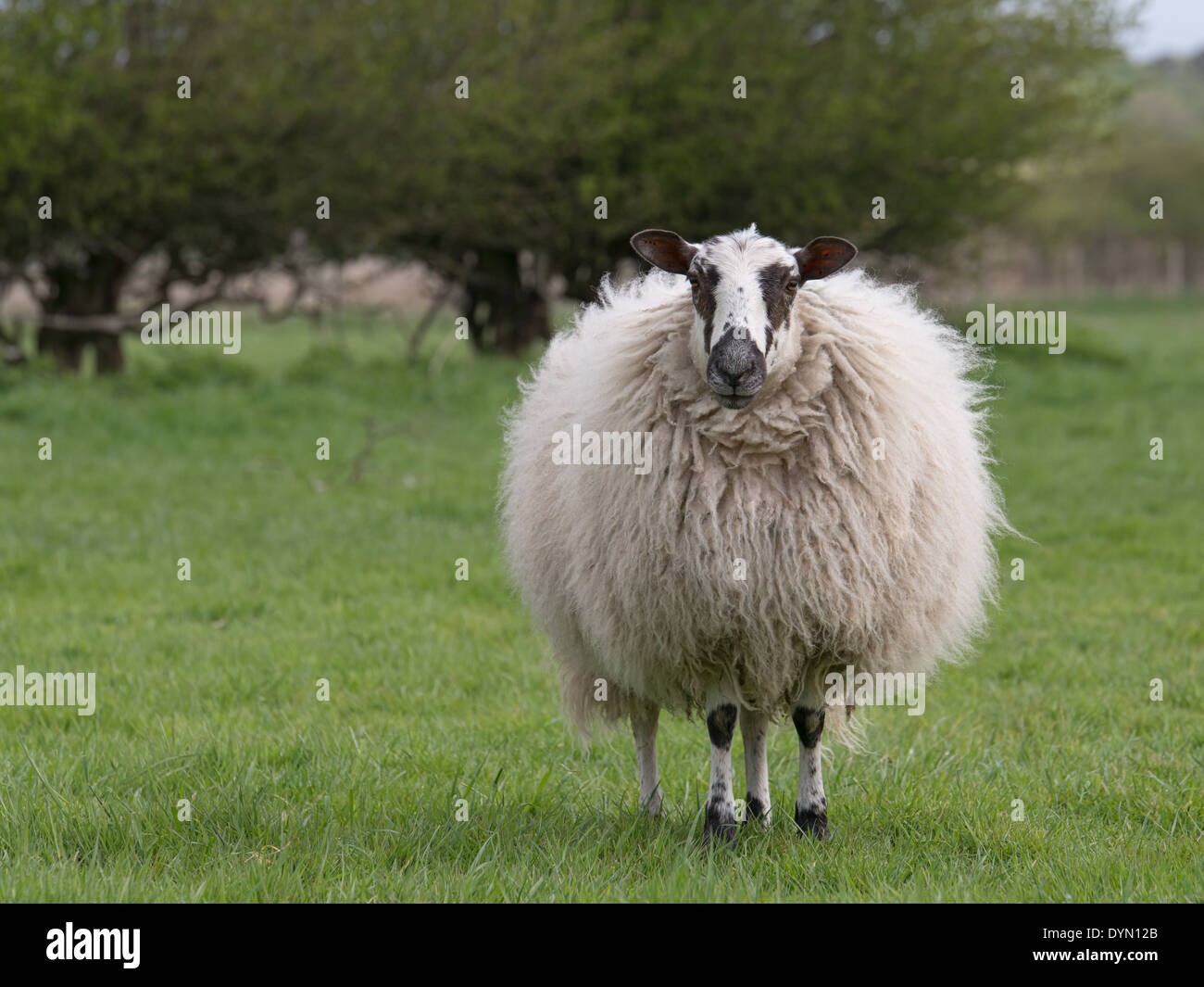 woolly sheep in standing in field Stock Photo
