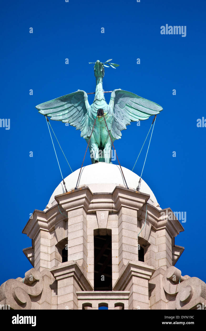 A Liver Bird statue perched ontop of the Royal Liver Building in Liverpool. Stock Photo