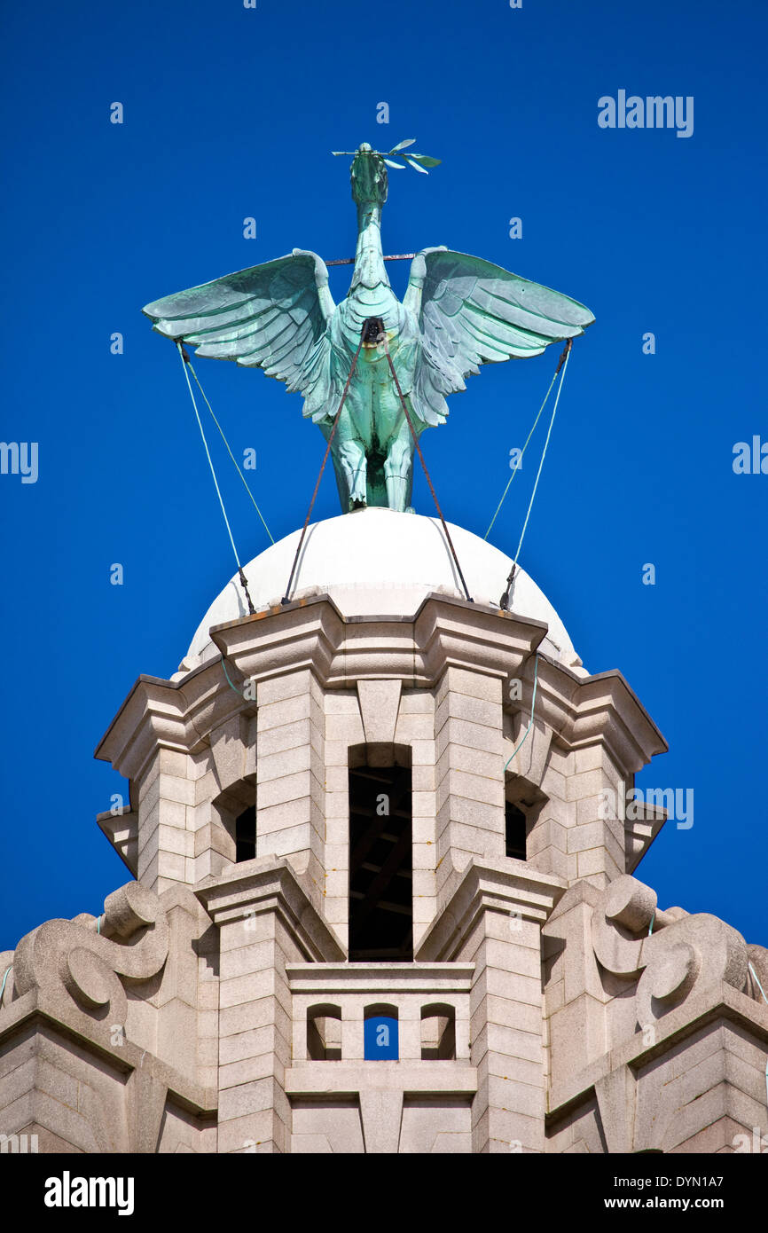 Royal liver bird hires stock photography and images Alamy