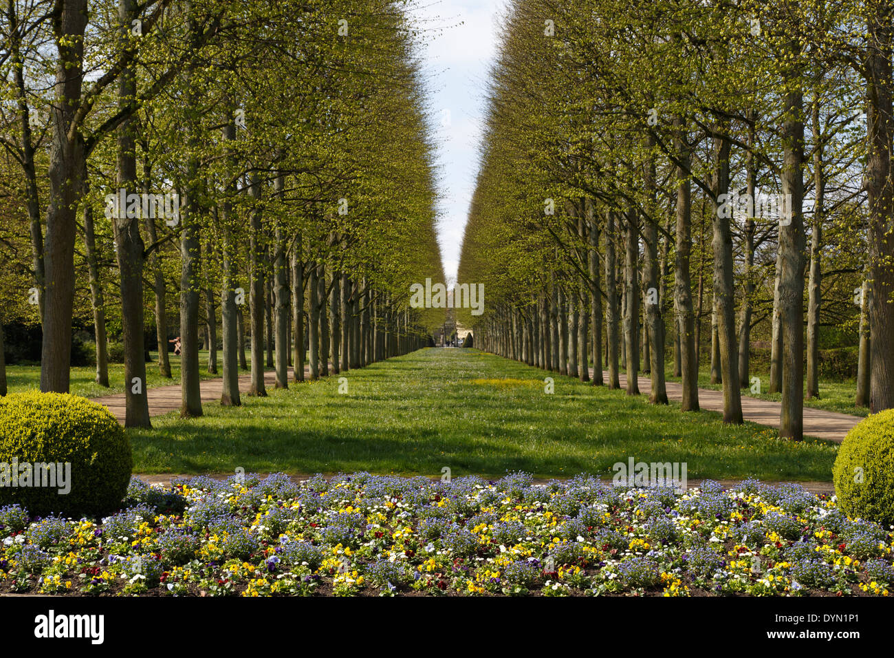 A photograph of an alley of linden trees in the French Garden (Französischer Garten) in Celle, Germany. Stock Photo