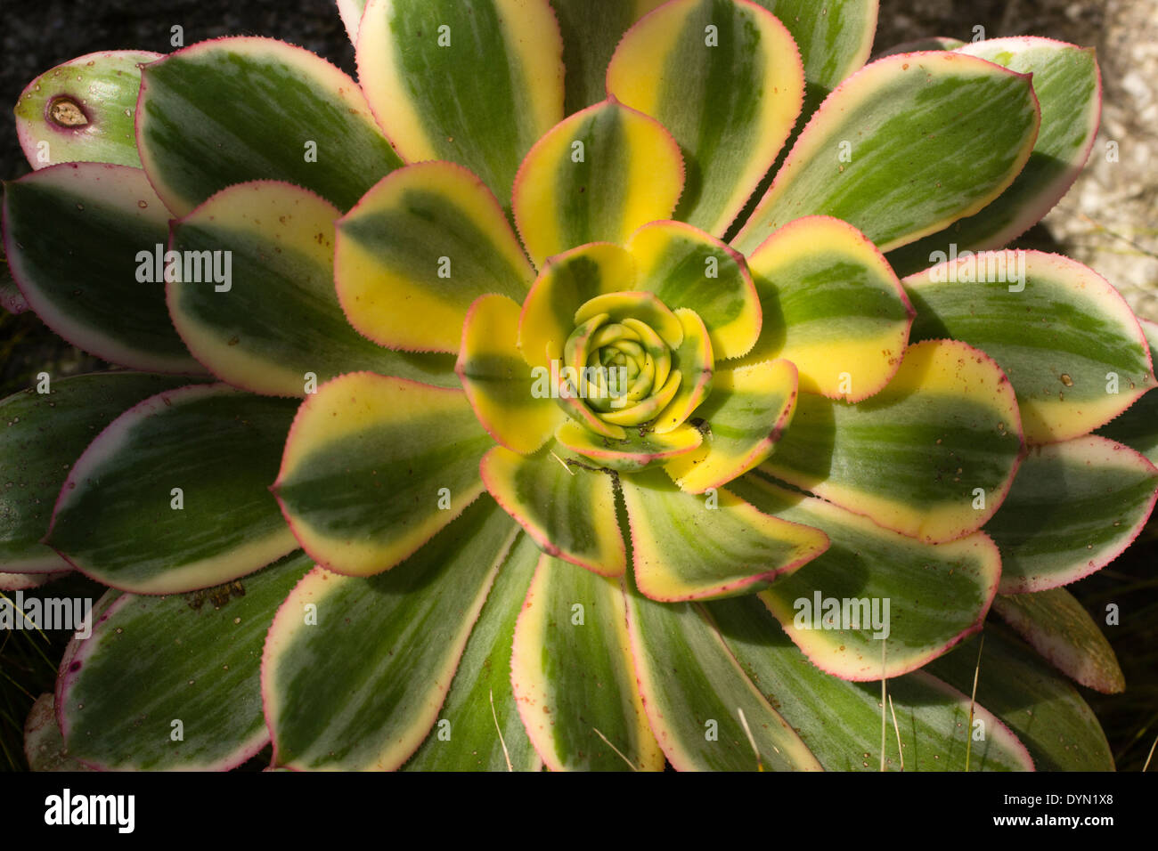Rosette of the tender succulent, Aeonium holochrysum 'Sunburst' Stock Photo