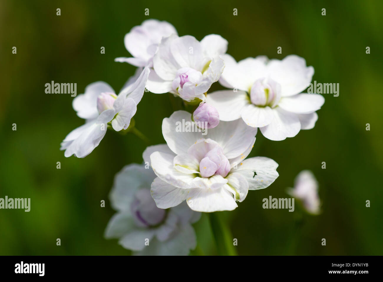 Double flowered form of cuckoo plant, Cardamine pratensis 'Flora Pleno', in a Devon wood Stock Photo