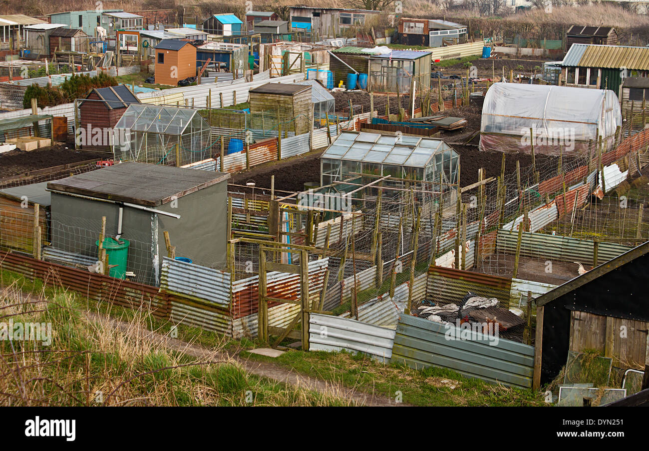 Group of Allotment plots where land is parcelled up for gardeners to grow there own vegetables as a hobby Stock Photo