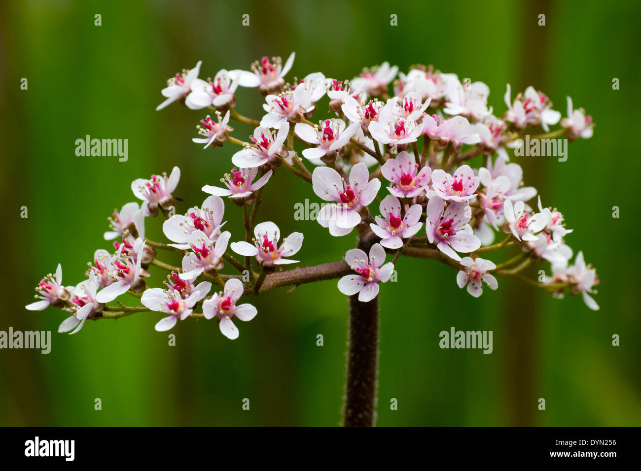 Spring flowers of the large leaved waterside plant, Darmera peltata, emerge before the foliage Stock Photo