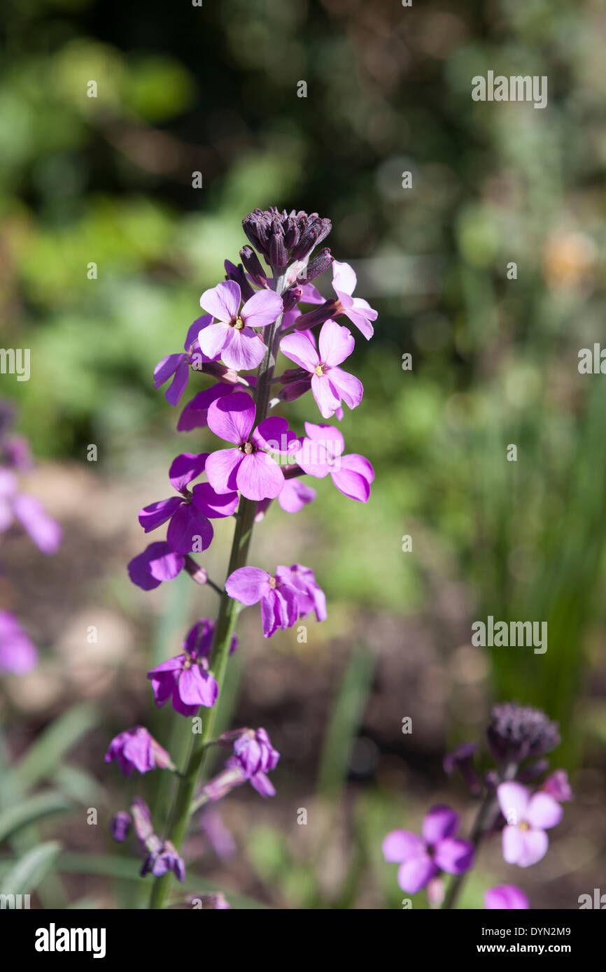 Erysimum ‘Bowles’ Mauve’ the evergreen perennial wallflower in a sunny garden in Cambridge, England, UK Stock Photo