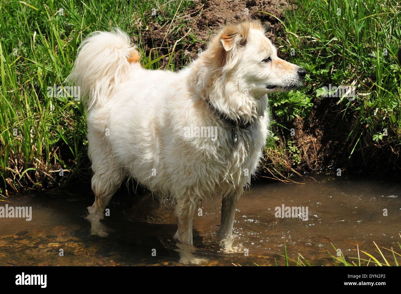 Dog in stream in mtns Stock Photo