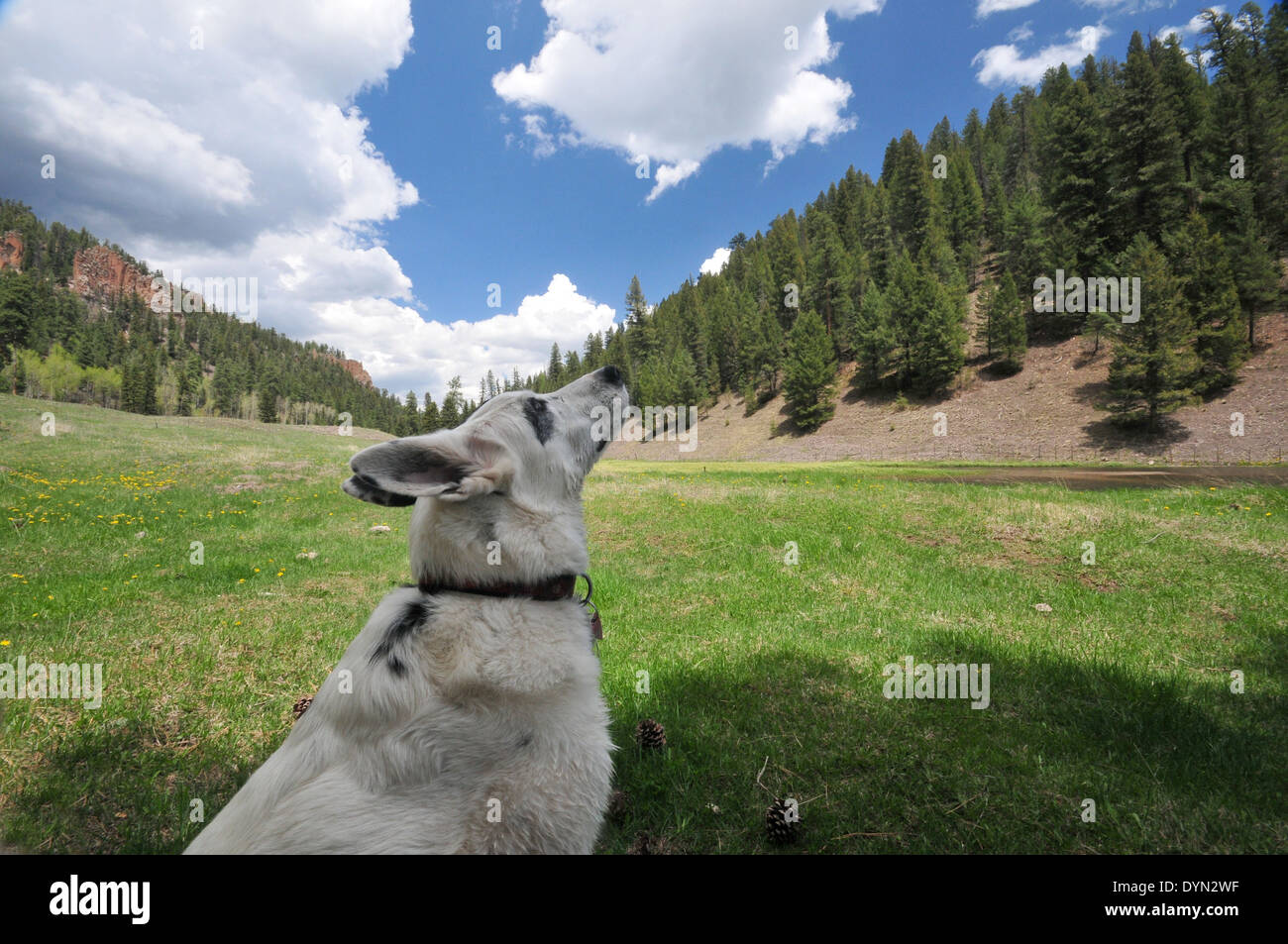 My dog, Banjo, on hike in Jemez Mountains of New Mexico - USA Stock Photo