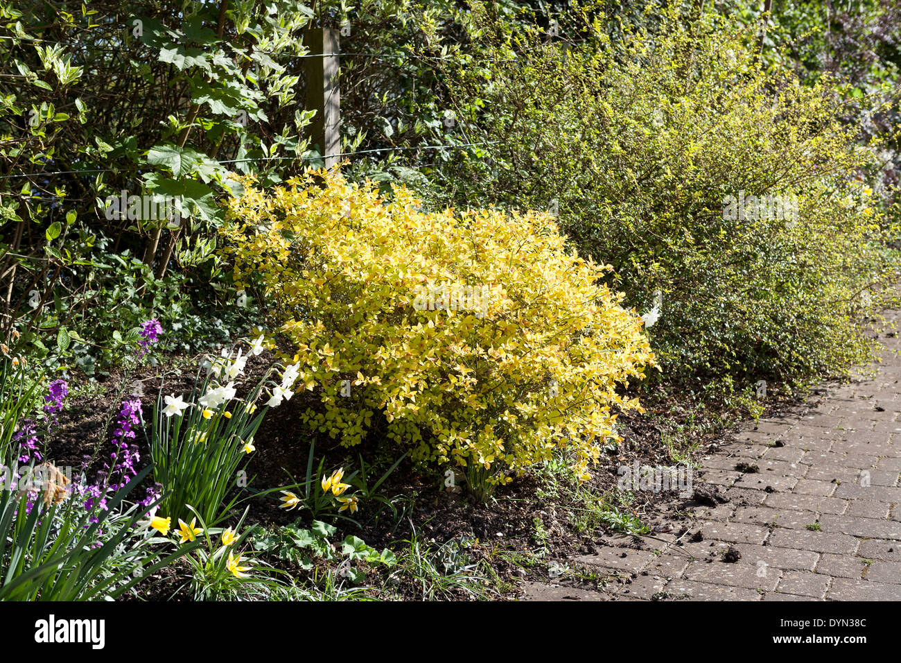 Spiraea japonica 'Golden Princess' in an English garden in April. Stock Photo