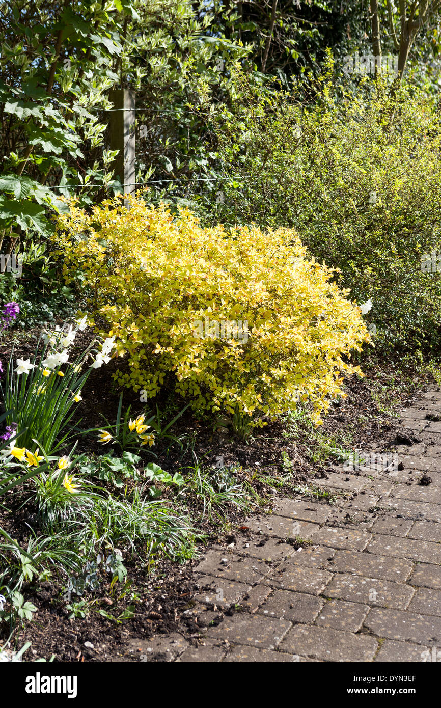 Spiraea japonica 'Golden Princess' in an English garden in April. Stock Photo