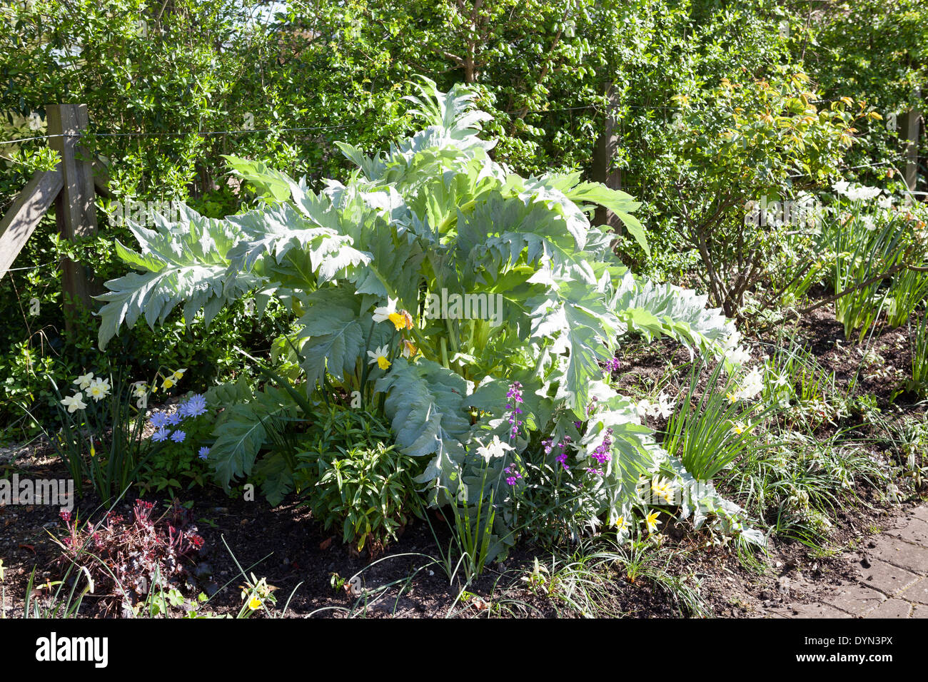 Cardoon, Cynara cardunculus in a sunny April border in Cambridge, England, UK Stock Photo