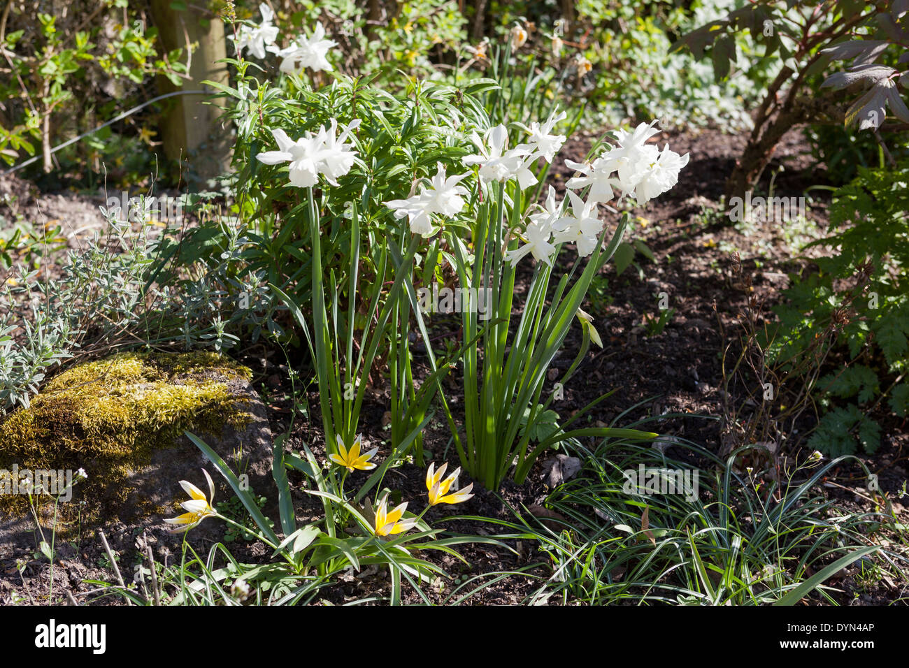 Narcissus Thalia, a pure white daffodil, under planted by Tulipa Dasystemon Tarda growing in a border in Cambridge, England, UK Stock Photo