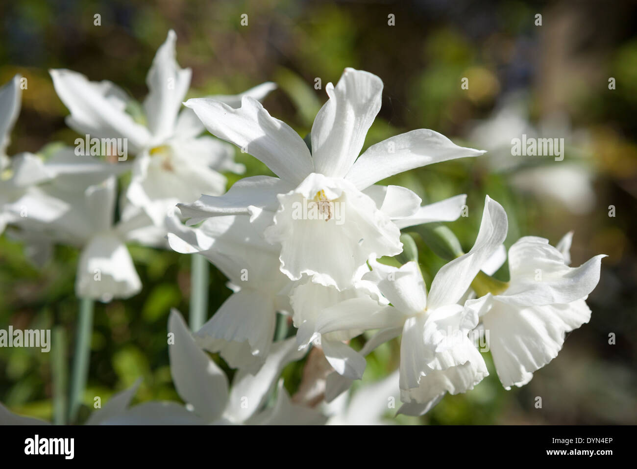 Narcissus Thalia, a pure white daffodil, growing in a border in Cambridge, England, UK Stock Photo