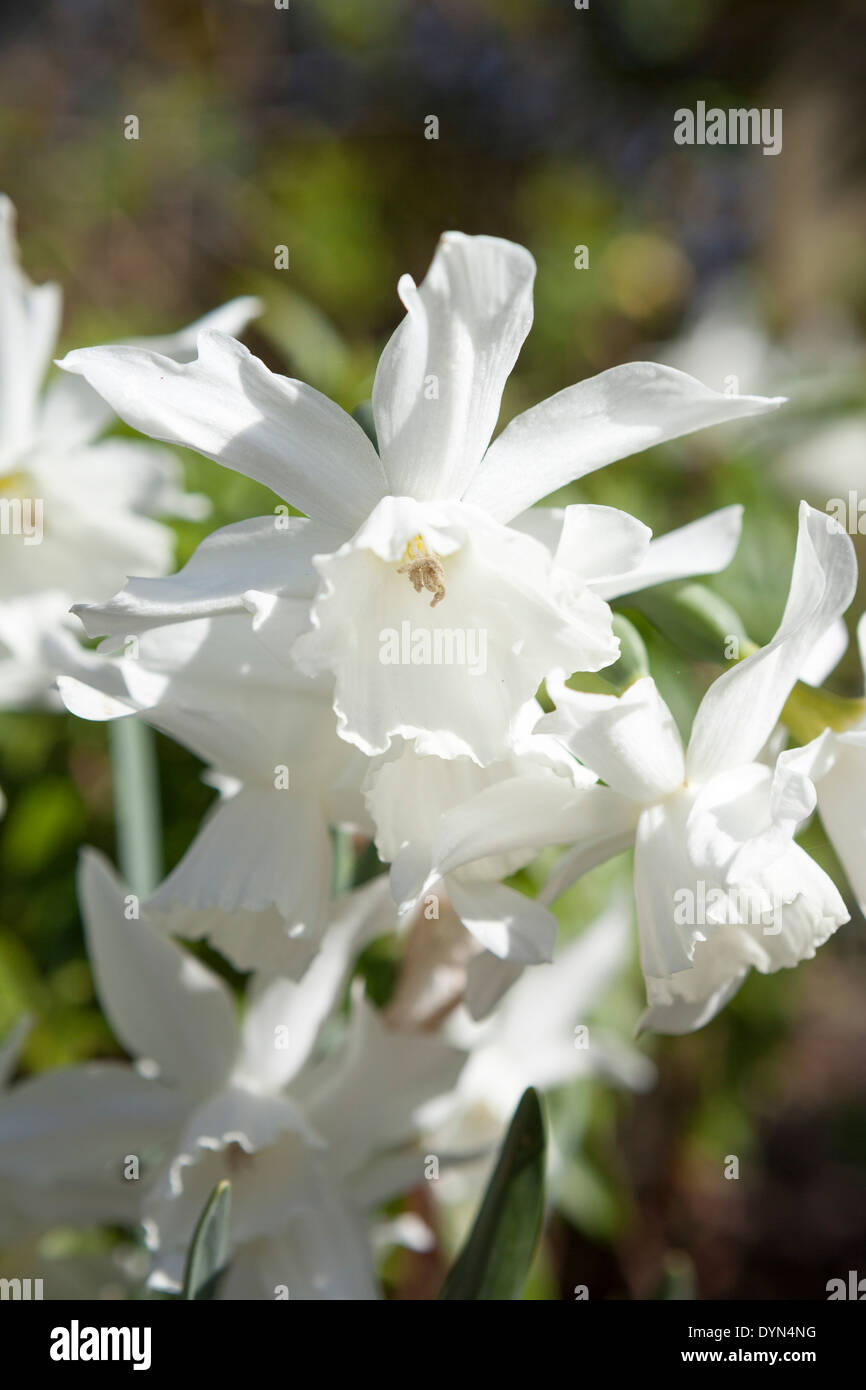 Narcissus Thalia, a pure white daffodil, growing in a border in Cambridge, England, UK Stock Photo