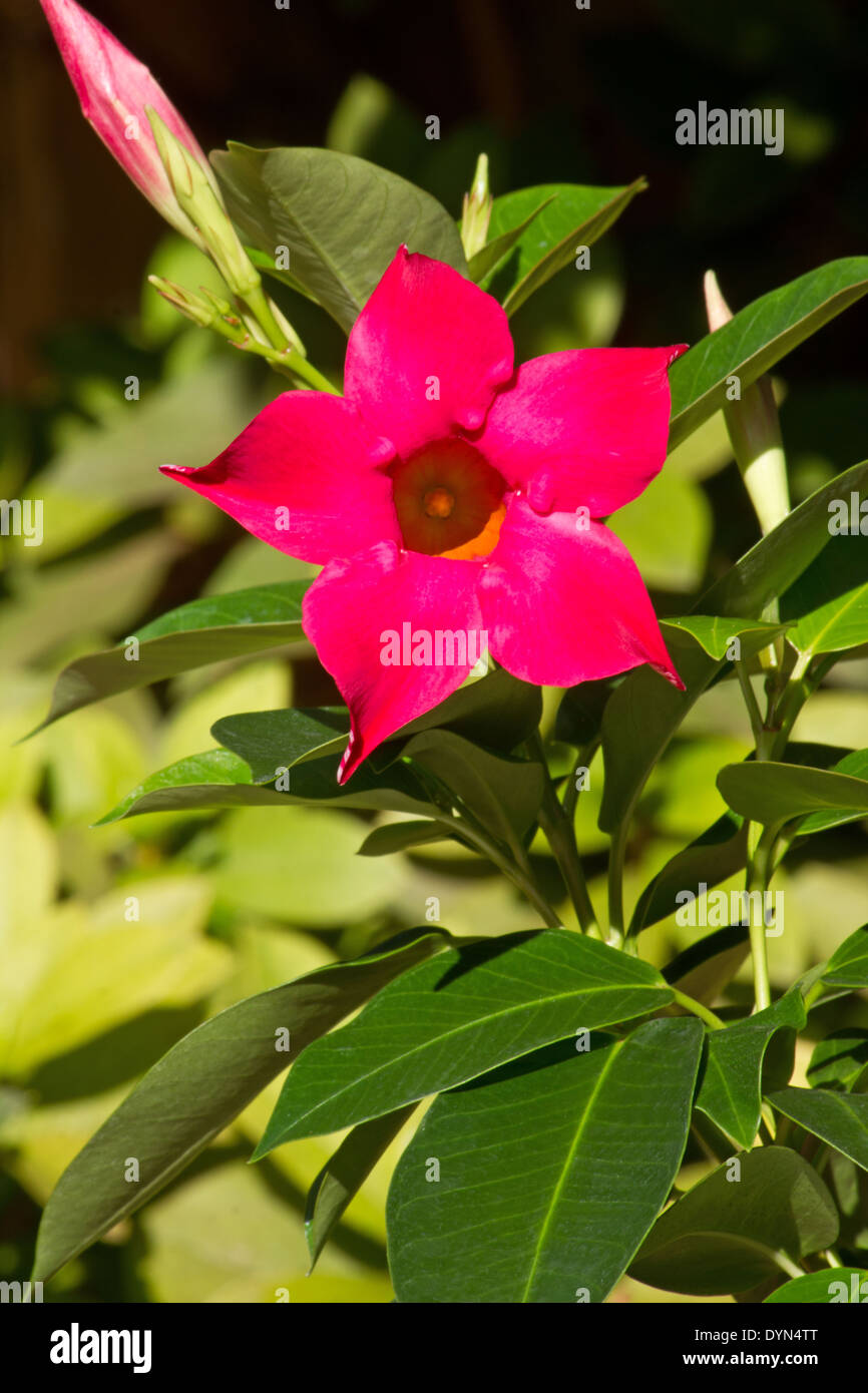 Brazilian jasmine (Mandevilla splendens) in the sunlight Stock Photo