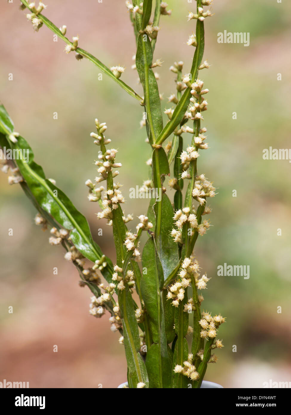 Baccharis trimera plant in bloom on natural background Stock Photo