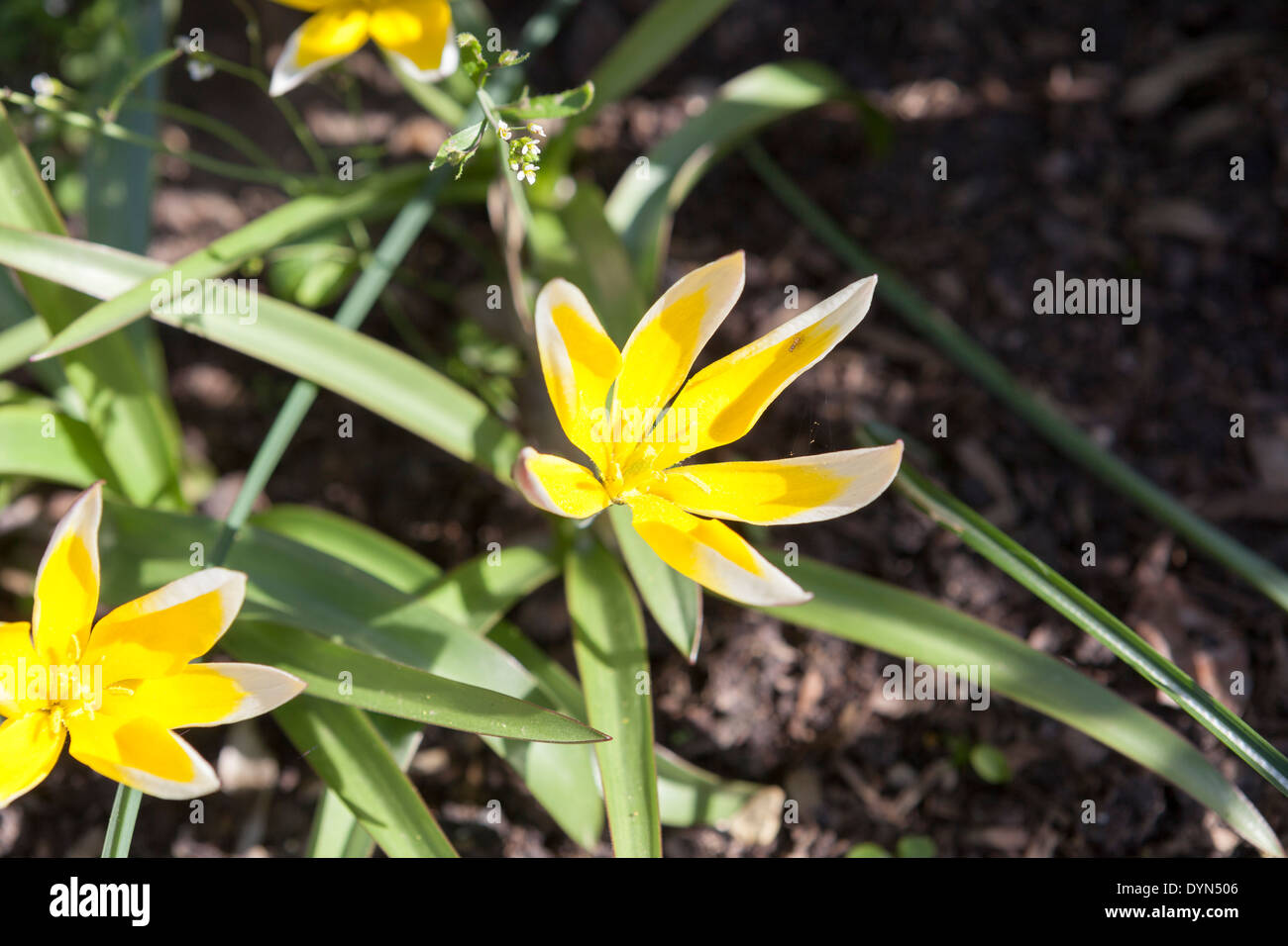 Tulip Dasystemon Tarda in sunshine growing in a border in Cambridgeshire, England, UK Stock Photo