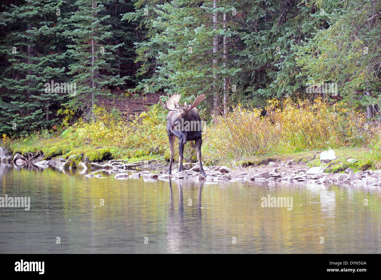 Bull Moose with Antler Rack in the Mountains Stock Photo - Alamy