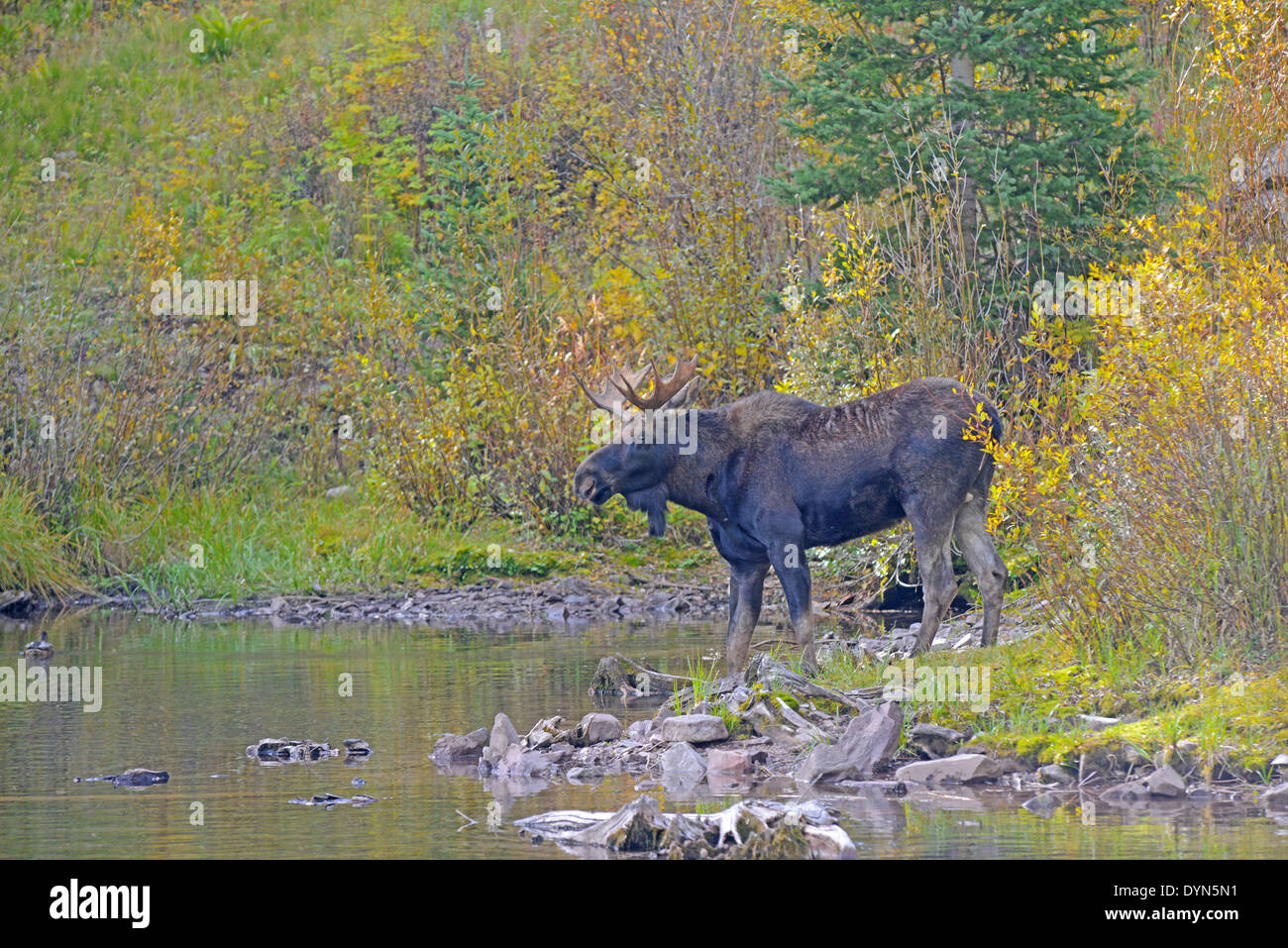 Bull moose aspen trees hi-res stock photography and images - Alamy