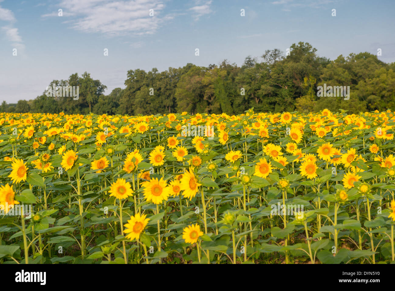 Field of Sunflowers in Jarrettsville Maryland Stock Photo Alamy