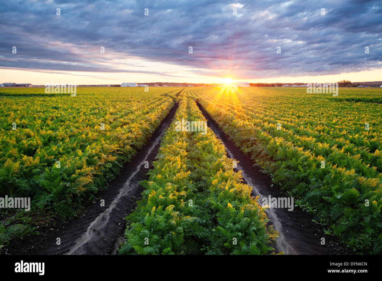 A mature field of carrots in the Holland marsh at sunrise. Bradford