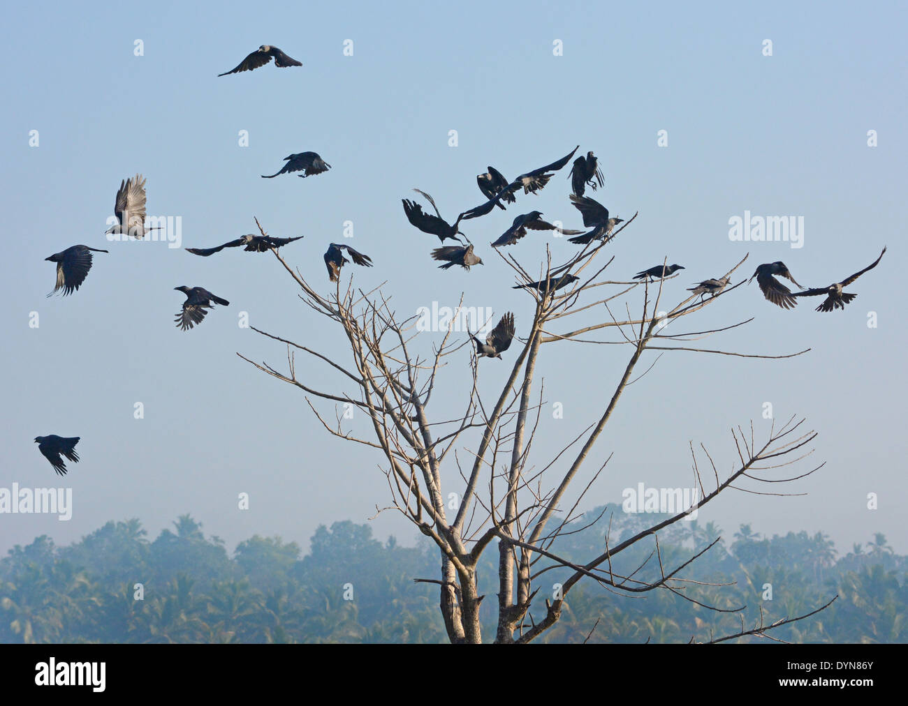 crows Stock Photo